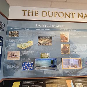 Dupont NC - Horseshoe crab info, from egg to adult