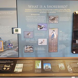 Dupont NC - What is a shorebird?