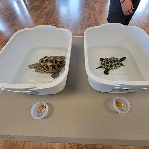Dupont NC - Northern Diamondback Terrapin feeding time!