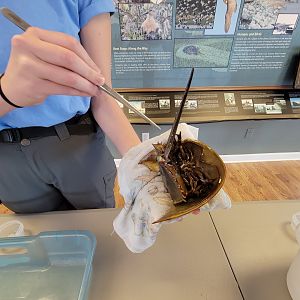 Dupont NC - Horseshoe crab feeding time!