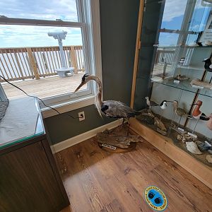 Dupont NC - Great blue heron mount