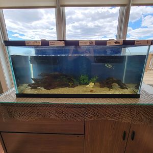 Dupont NC - Seahorse tank