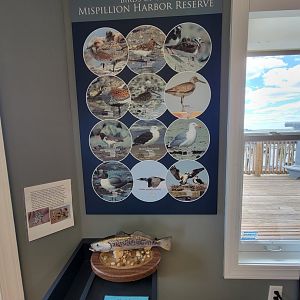 Dupont NC - Poster of some local species