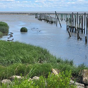 Dupont NC - Man-made oyster beds