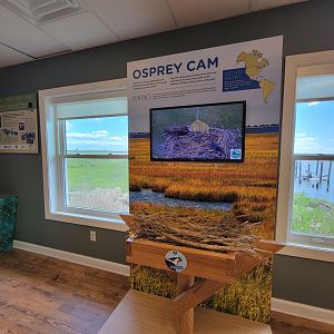 Dupont NC - Osprey cam, with the nest viewable out the left window