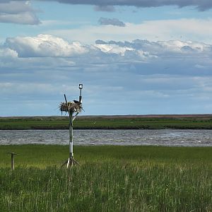 Dupont NC - Osprey feeding her month old babies