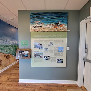 Dupont NC - Horseshoe crab and shorebird research