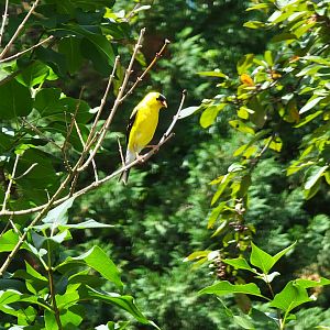American Goldfinch, wild, central Delaware