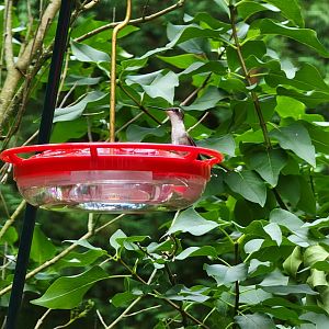 Young Ruby-throated Hummingbird, wild, central Delaware
