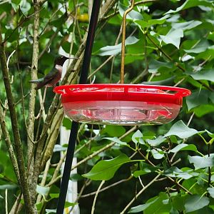 Ruby-throated Hummingbird, wild, central Delaware