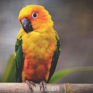 Sun Conure