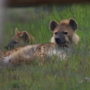 Spotted hyaena - 4 June 2022