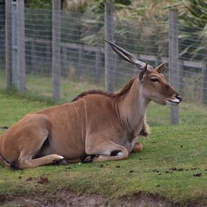 Common eland - 4 June 2022