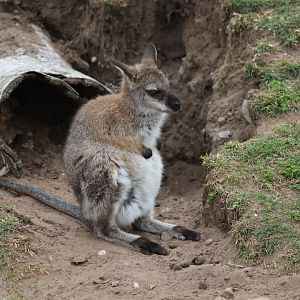 Red-necked wallaby - 4 June 2022