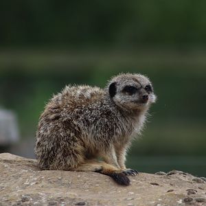 Meerkat - 4 June 2022
