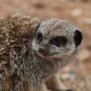 Meerkat - 4 June 2022