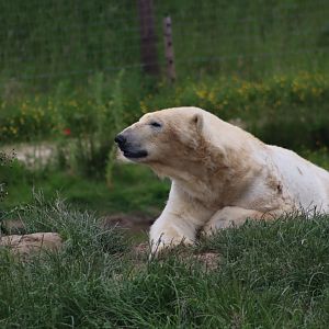 Polar bear - 4 June 2022
