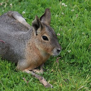Patagonian mara - 4 June 2022
