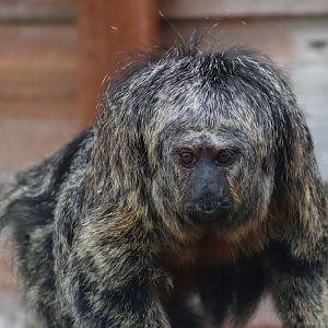 White-faced saki - 4 June 2022