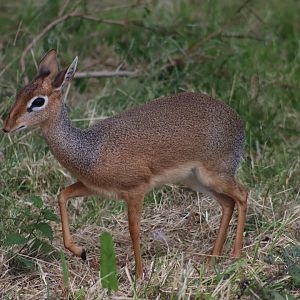Kirk's dik-dik - 4 June 2022