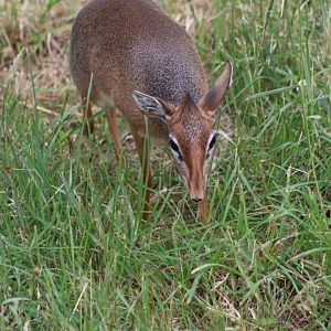 Kirk's dik-dik - 4 June 2022