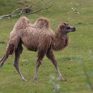 Bactrian camel - 4 June 2022