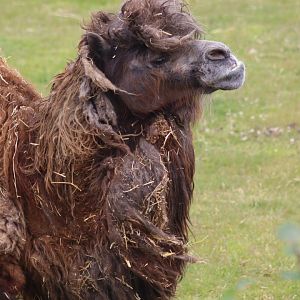 Bactrian camel - 4 June 2022
