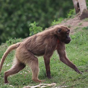Gelada - 4 June 2022