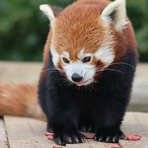 Red panda - 4 June 2022