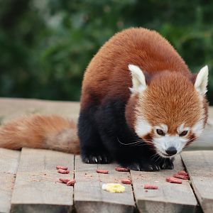 Red panda - 4 June 2022