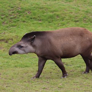Brazilian tapir - 4 June 2022