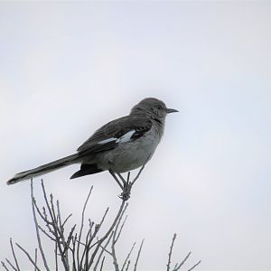 Eastern Mockingbird