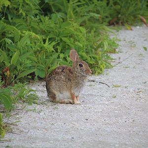 Eastern Cottontail