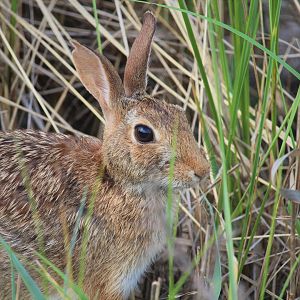 Eastern Cottontail
