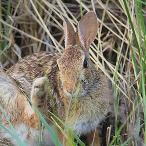 Eastern Cottontail
