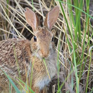 Eastern Cottontail