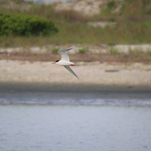 Common Tern
