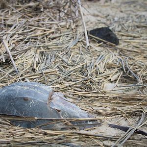 Atlantic Horseshoe Crab