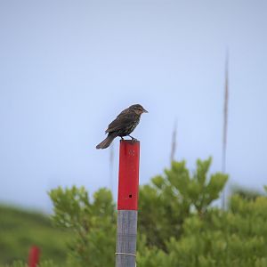 Eastern Red-winged Blackbird