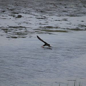 Black Skimmer