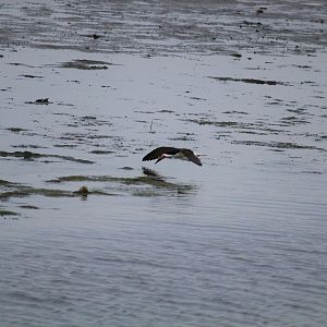Black Skimmer