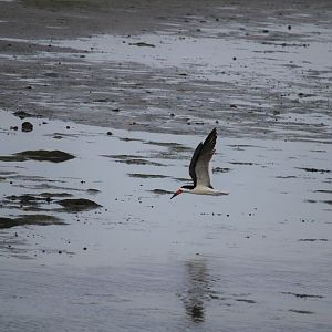 Black Skimmer
