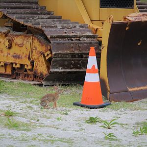 Bulldozer Bunny