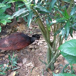 Great curassow - Squirrel Monkey Forest