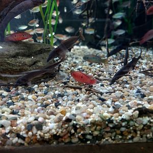 Eastern bottlenose mormyrids and others