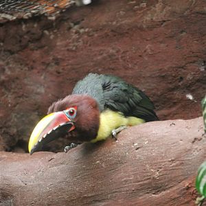 Green Aracari (Pteroglossus viridis)
