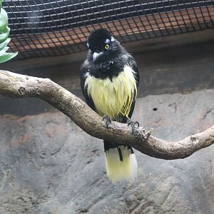 Plush Crested Jay (Cyanocorax chrysops)