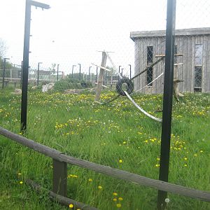 Odsherred Zoo - Macaque exhibit (outdoors)