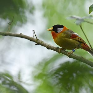 Silver-eared Mesia Leiothrix argentauris
