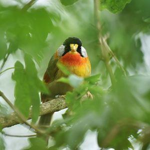 Silver-eared Mesia Leiothrix argentauris